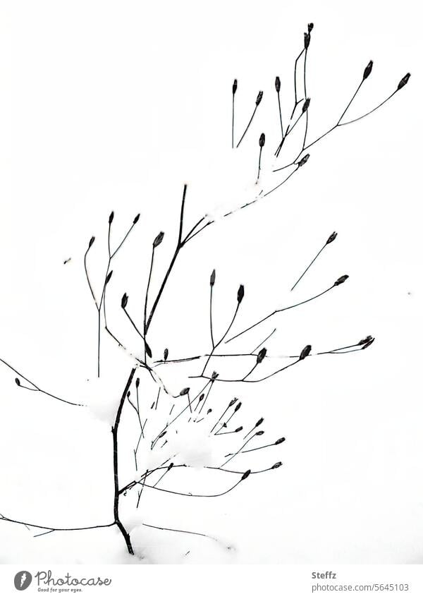 eine blattlose Pflanze im Schnee Schneedecke Schleierkraut Gipskraut abstrakt schneebedeckt Linien Abstraktion vergänglich Vergänglichkeit abstraktes Muster