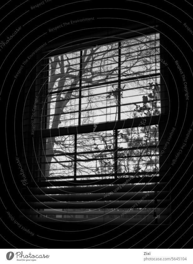 Baumansicht #Baum Natur *Fenster Fensterblick #Schwarz und Weiß Schwarzweißfoto Einsamkeit Fensterrahmen Windstille