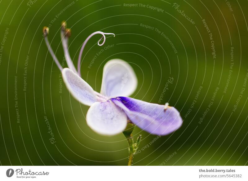 Blüte des Uganda-Losstrauchs Blume violett grün Pflanze Natur Farbfoto Menschenleer Blühend lila Schwache Tiefenschärfe Nahaufnahme Makroaufnahme