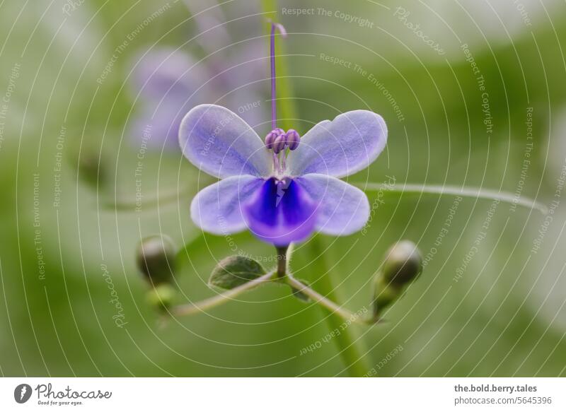 Violette Blüte des Uganda-Losstrauchs Blume violett grün Pflanze Natur Farbfoto Menschenleer Blühend lila Schwache Tiefenschärfe Nahaufnahme Makroaufnahme