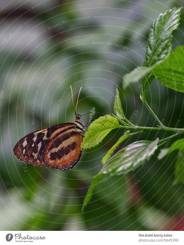 Schmetterling in orange-schwarz auf Blatt sitzend grün Blätter Pflanze Nahaufnahme Tier Farbfoto Flügel Insekt Tierporträt Schwache Tiefenschärfe