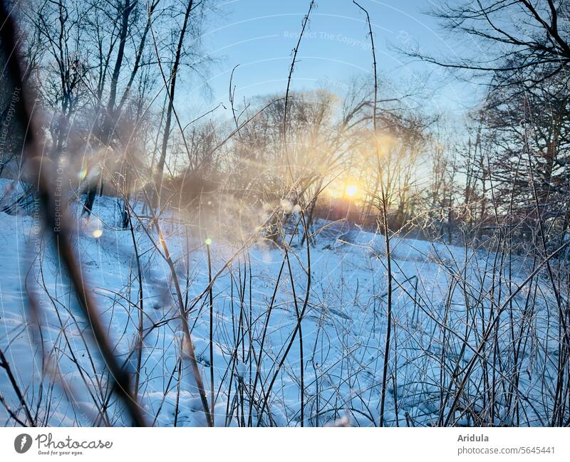 Kalter Wintermorgen Natur Licht Sonnenlicht Sonnenaufgang Schnee Frost kalt Landschaft Eis Außenaufnahme Morgen Gegenlicht Schönes Wetter Blauer Himmel Bäume