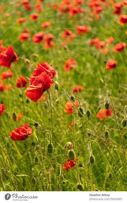 Wild wachsender Mohn auf einem Feld Mohnblumen rot Natur Pflanze Sommer Blume Wiese Außenaufnahme Mohnfeld Wildpflanze Klatschmohn Blüte
