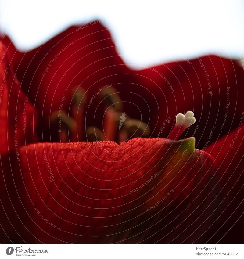 Amaryllis-Blüte in Nahaufnahme mit Blütenstempel Amaryllisblüte Blume Pflanze rot Makroaufnahme Detailaufnahme Schwache Tiefenschärfe Natur Blütenblatt