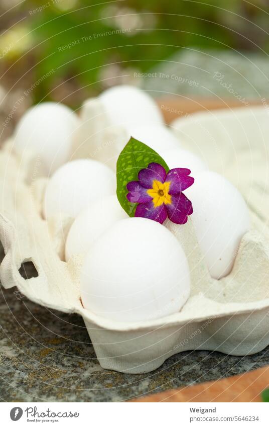 Eier in Eierkarton mit Blüte Frühling Osten Ostereier weiß bemalen basteln