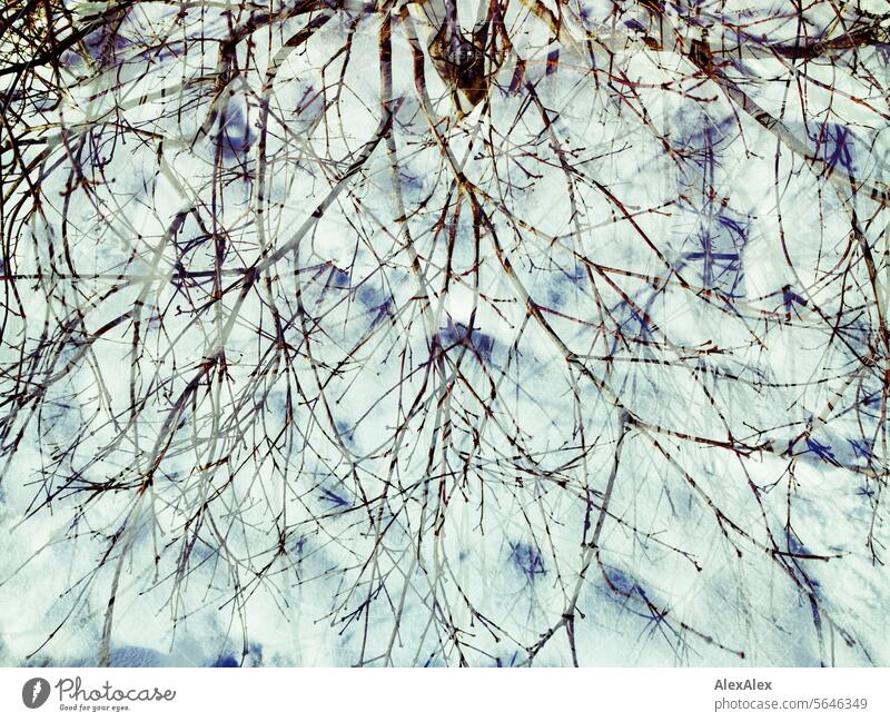 Doppelbelichtung - Zweige über Schnee in der Sonne Zweige u. Äste Äste und Zweige Natur kahl Umwelt abstrakt Winter kühl sonnig Transparenz Menschenleer