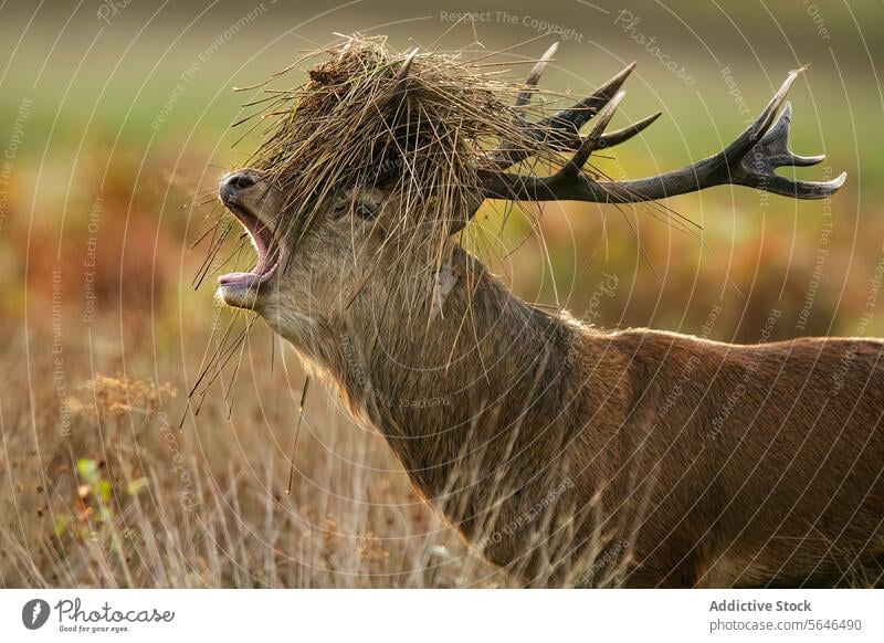 Windgepeitschte Hirsche auf dem Feld im Vereinigten Königreich Bleßwild windgepeitscht Mähne Gras Horn Sprit Wald Stärke Vitalität Gebrüll beherrschen.