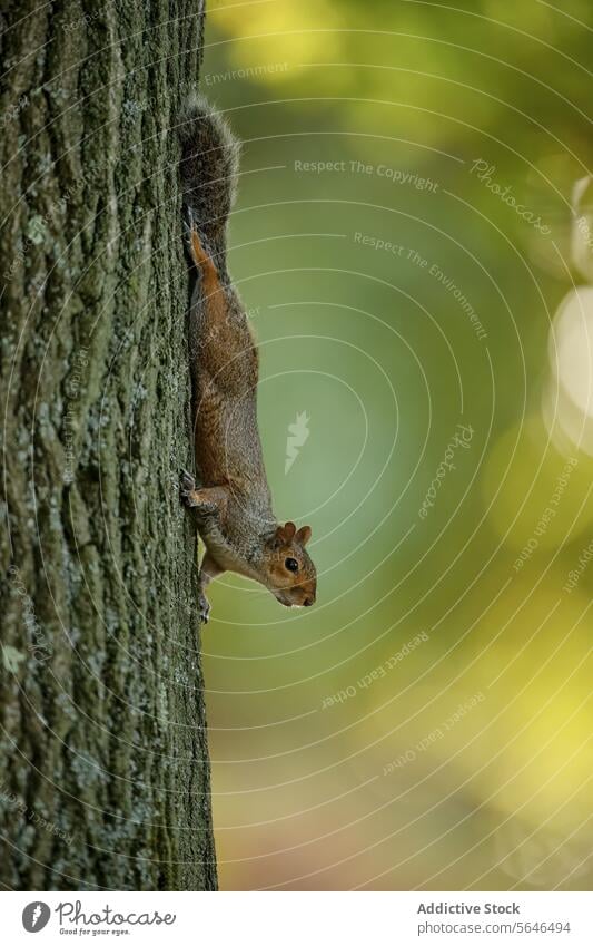 Vollständiger Baum der Eichhörnchen-Nachkommenschaft im Vereinigten Königreich grau Stille anhänglich Rinde robust weich Bokeh Wald Grün Hintergrund fokussiert
