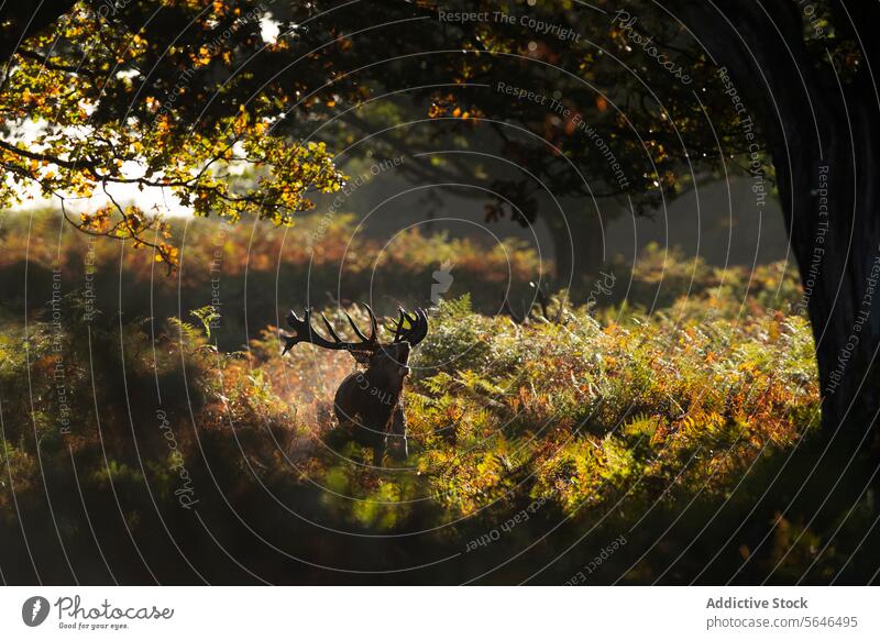 Hirschgebrüll im Herbst Sonnenaufgang im Vereinigten Königreich Baum Atem knusprig bezaubernd Atmosphäre Blätter ruhig malerisch Bleßwild Natur Wildnis