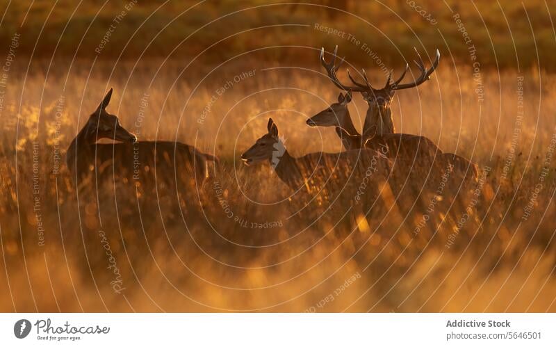 Hirschfamilie zwischen goldenem Schilf im Herbst im Vereinigten Königreich Hirsche Familie Bleßwild Stunde Abenddämmerung Tarnung Röhricht Horn Grasland tut