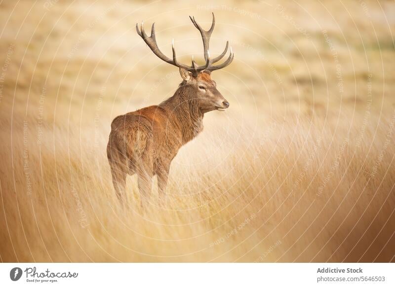 Einsamer Hirsch im Goldenen Feld im Vereinigten Königreich Tag Bleßwild golden Gras ruhig Würde Silhouette Wildnis Schönheit Sonne sanftes Glühen kampfstark