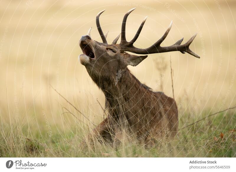 Brüllender Rothirsch im Herbst im Vereinigten Königreich im Schilf liegend Hirsche Bleßwild Röhricht Horn Grasland friedlich ruhig Wildnis Natur Licht