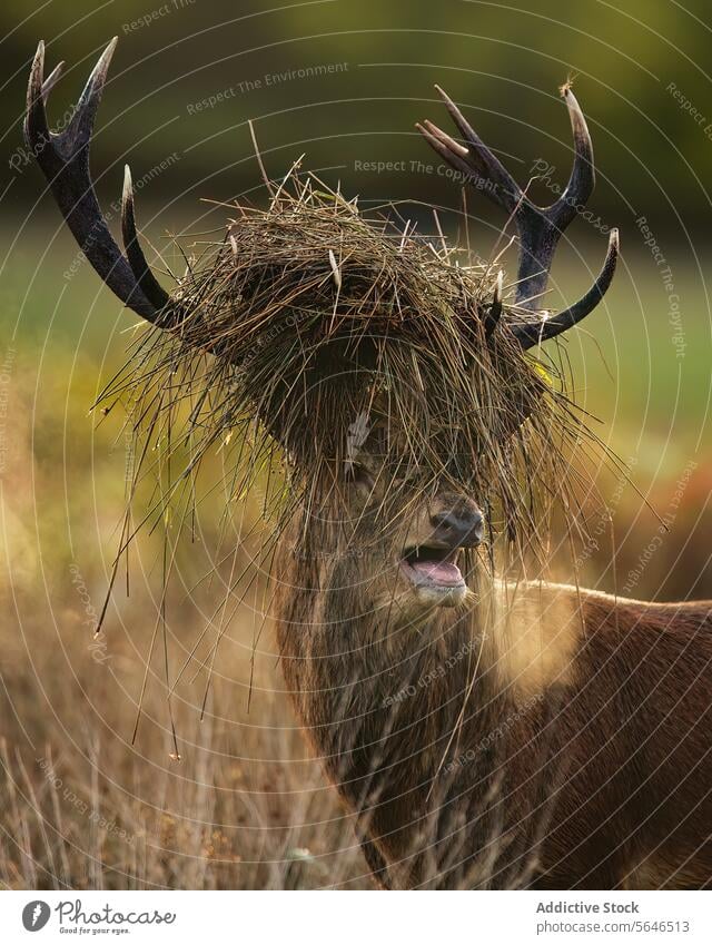 Windgepeitschte Hirsche auf dem Feld im Vereinigten Königreich Bleßwild windgepeitscht Mähne Gras Horn Sprit Wald Stärke Vitalität Gebrüll beherrschen.