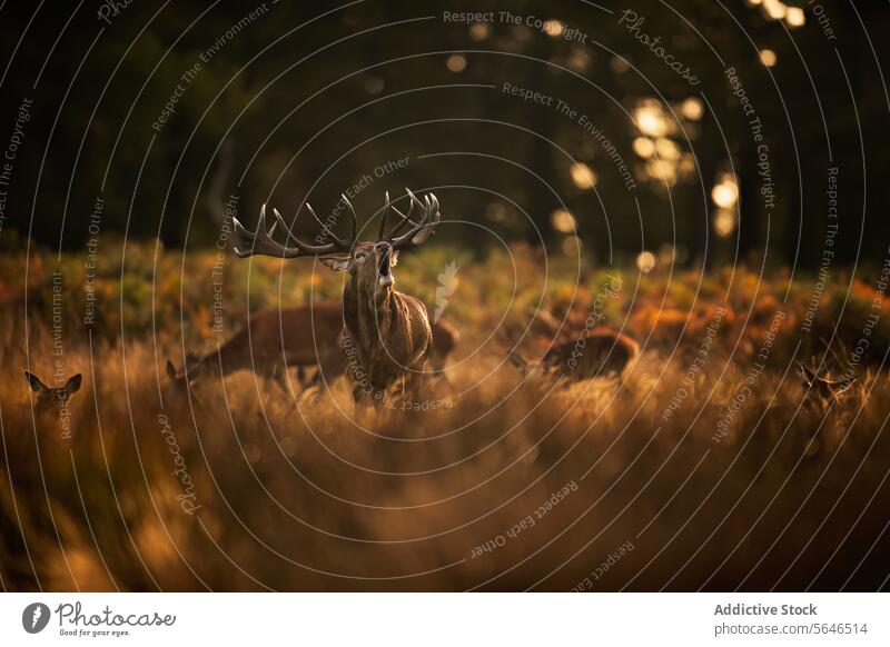 Rotwild inmitten von Hirschkühen und goldenem Schilf im Herbst im Vereinigten Königreich Hirsche Familie Bleßwild Stunde Abenddämmerung Tarnung Röhricht Horn