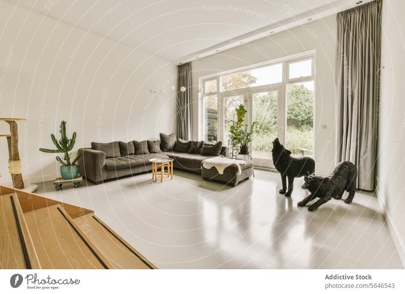 Geräumiges Wohnzimmer mit moderner Einrichtung und zwei Hunden geräumig Sofa Eckstoß Stehleuchte Pflanze Kratzbaum Haustier Innenbereich Dekor Möbel Fenster