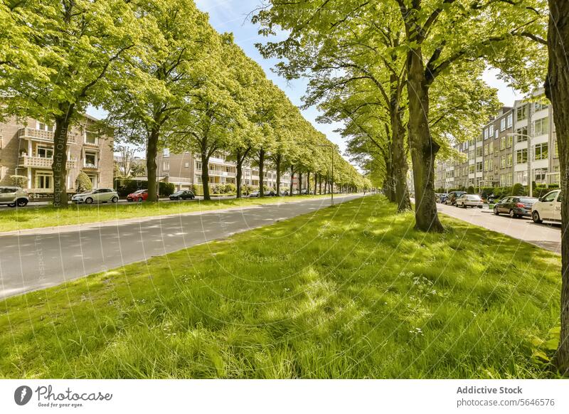 Stadtstraße mit grünem Gras und Bäumen Baum Asphalt Straße Großstadt Stadtzentrum Viertel geparkt PKW Fahrzeug Transport Gebäude Konstruktion Architektur
