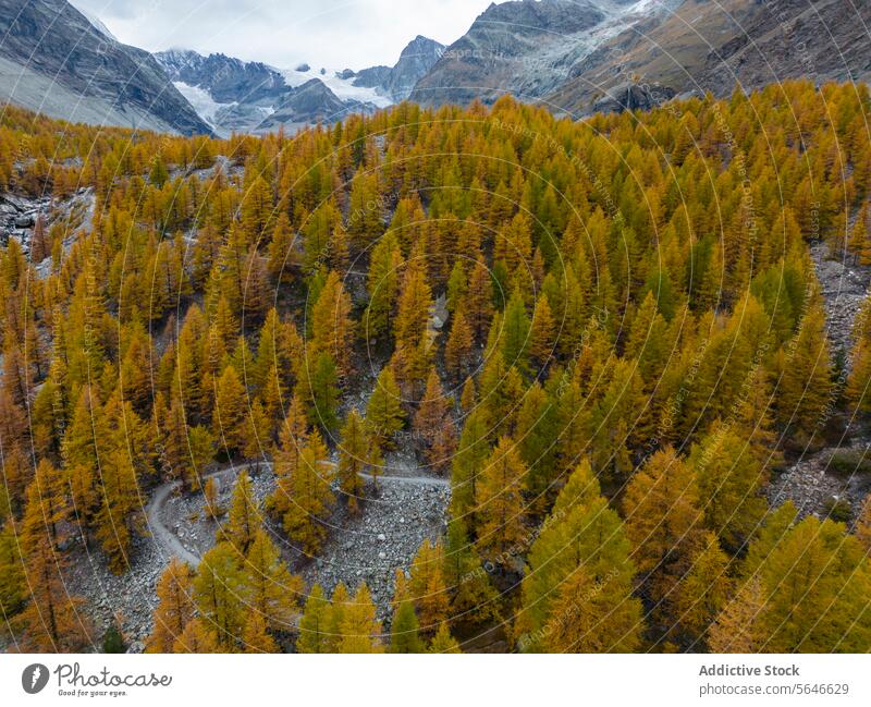 Luftaufnahme eines herbstlichen Lärchenwaldes im Gebirgstal Antenne Ansicht Herbst Wald Berge u. Gebirge Tal Dröhnen Landschaft golden Tonung Baum Saison