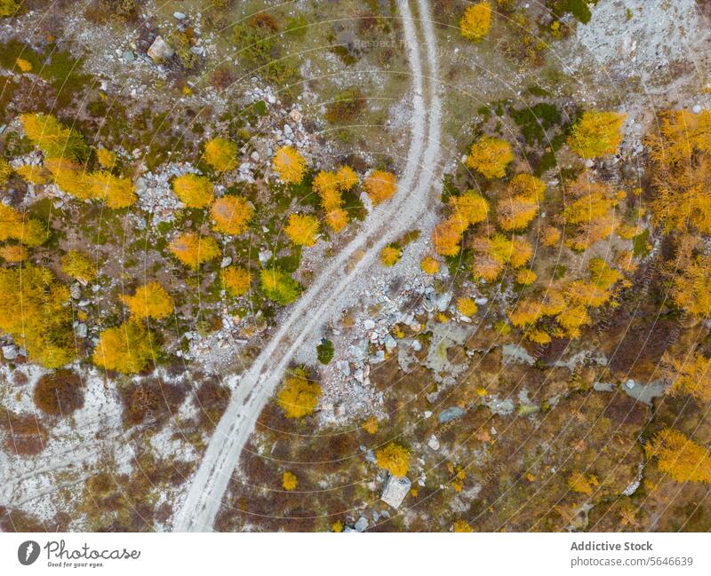 Luftaufnahme eines Weges durch Herbstlaub Antenne Ansicht Schnee Laubwerk geschlängelt warm Farbe Schneefall Natur Landschaft Saison Baum Blatt gelb orange
