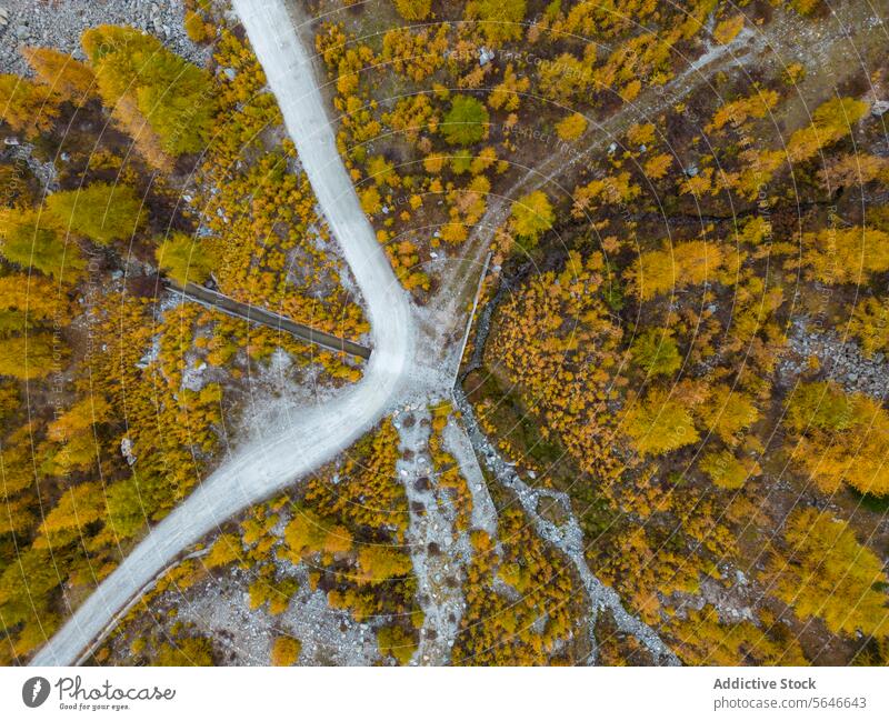 Luftaufnahme einer Straßenkreuzung in herbstlicher Waldlandschaft Antenne Ansicht Querstraße Herbst Landschaft Overhead Schuss pulsierend Laubwerk saisonbedingt