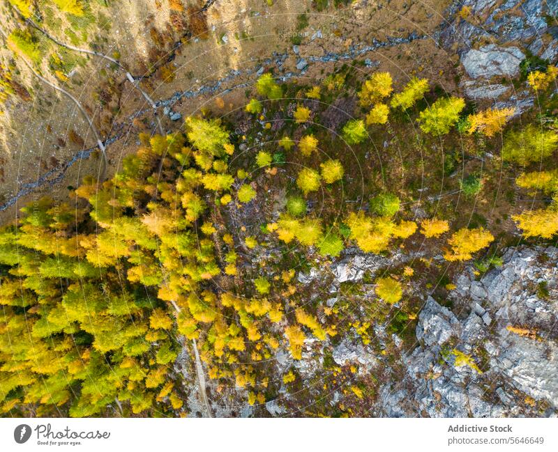 Luftaufnahme des herbstlichen Waldes und des felsigen Geländes Antenne Ansicht Herbst Natur Textur von oben nach unten pulsierend Farbe Baum Felsen Erde