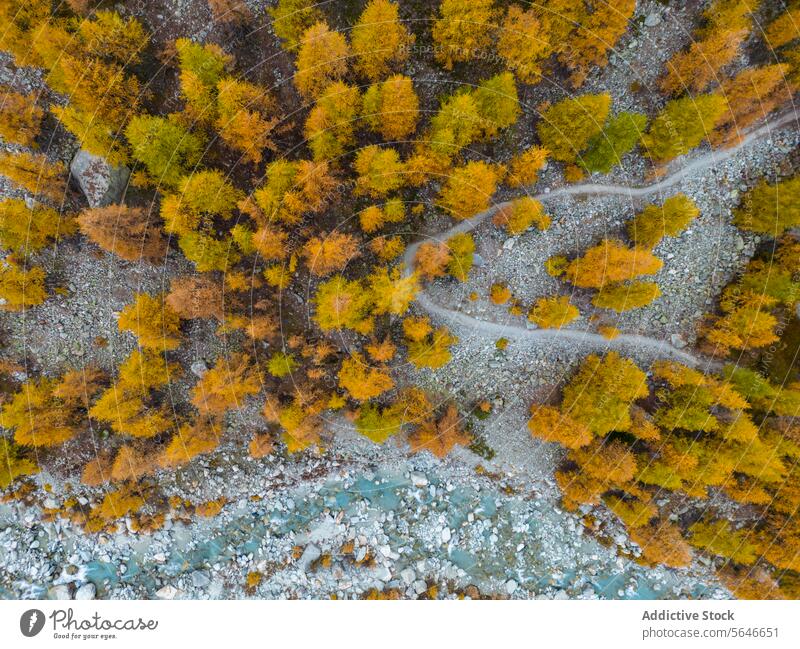 Luftaufnahme eines Waldwegs mit Herbstfarben und einem Fluss Antenne Ansicht Weg Farbe Natur Landschaft Baum gelb fallen Blatt im Freien Saison Waldgebiet Top