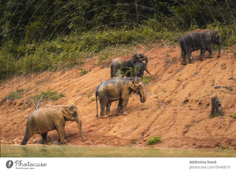 Elefanten in der Nähe eines Sees im tropischen Wald in Thailand Herde Ufer Natur Tier exotisch Tierwelt Wälder Asien Kofferraum Küste wild Sand Wasser Rippeln
