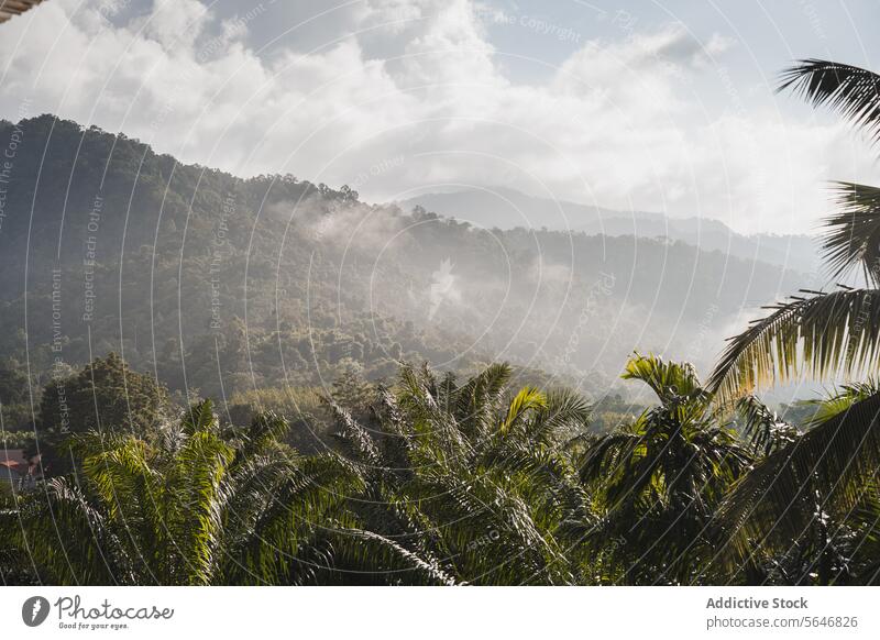 Malerischer Blick auf wolkenverhangene Berge bei Regen in Thailand Handfläche Tal Sonnenlicht Natur Berge u. Gebirge tropisch Baum Park Landschaft Khao Sok