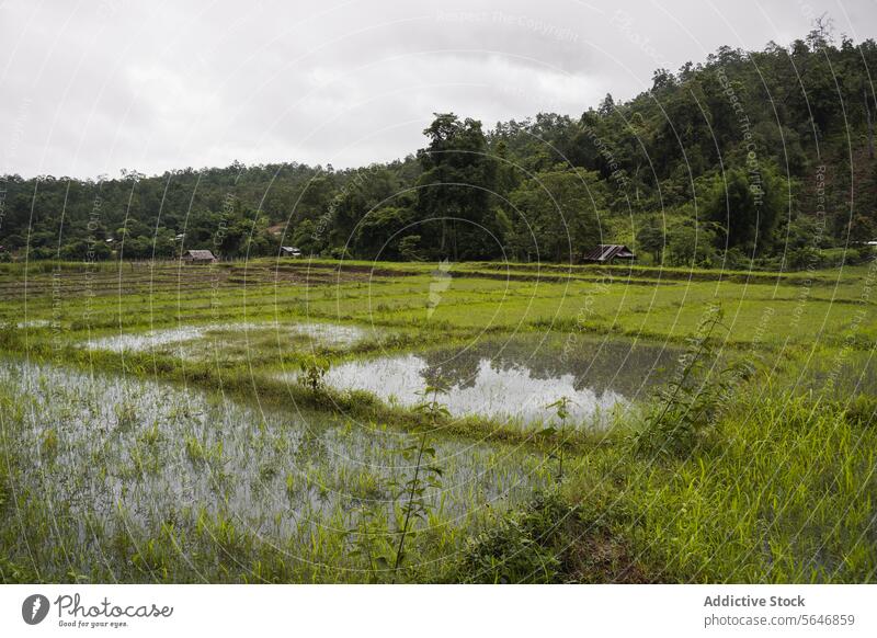 Landwirtschaftliches Reisfeld mit Bäumen auf dem Lande in Thailand Feld Natur Schonung Pfütze Regen Wasser Ackerbau Umwelt Ernte Asien Wald Landschaft wolkig