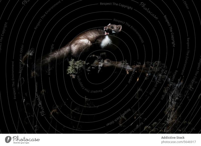 Nächtliches Wiesel vor dramatisch dunklem Hintergrund nachtaktiv Tierwelt Natur Säugetier dunkel Ast natürlich wild gehockt elegant wach Funktion Fell Raubtier