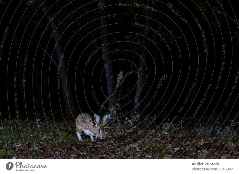 Ein Berghase in nächtlicher Umgebung, mit großen Augen und Ohren, der auf einer Waldlichtung grast Schneehase nachtaktiv Tierwelt Natur Weidenutzung wach
