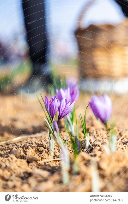 Unkenntlich gemachte Arbeiter mit Handschuhen pflücken vorsichtig von Hand zartviolette Safranblüten auf einem sonnenbeschienenen Feld, in der Nähe steht ein Korb mit geernteten Blüten, der die traditionellen Methoden der Safransammlung verdeutlicht