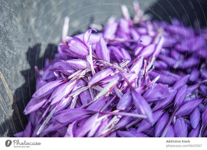Über einem Stapel frisch geernteter Safranblüten, die auf einer dunklen Schieferplatte ruhen und die leuchtenden violetten Farbtöne und die zarte Textur des Gewürzes zur Geltung bringen