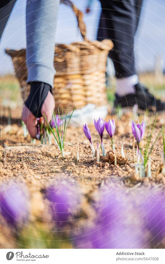 Unkenntlich gemachte Arbeiter mit Handschuhen pflücken vorsichtig von Hand zartviolette Safranblüten auf einem sonnenbeschienenen Feld, in der Nähe steht ein Korb mit geernteten Blüten, der die traditionellen Methoden der Safransammlung verdeutlicht