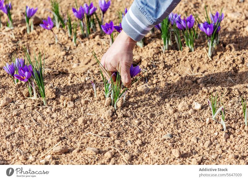Abgeschnittener, nicht erkennbarer Arbeiter, der sorgfältig von Hand zarte lila Safranblüten auf einem Feld pflückt Arbeitnehmer Handverlesung Blumen purpur