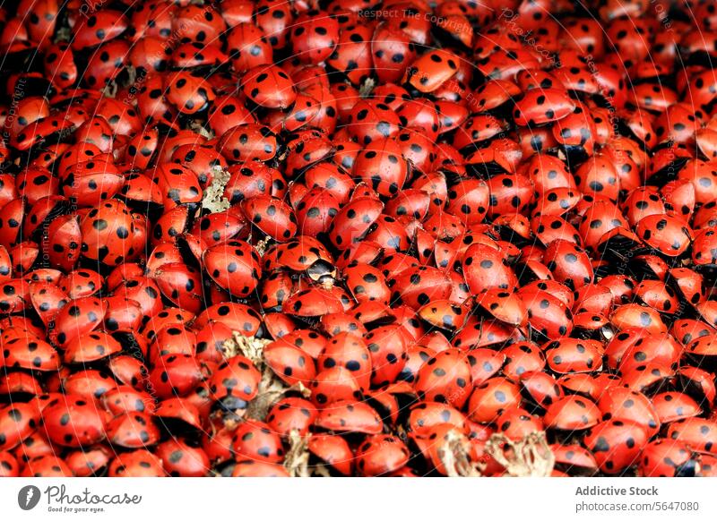 Cluster von sieben dicht beieinander stehenden Marienkäfern rot schwarz Insekt Muster Nahaufnahme Natur Tierwelt pulsierend Anhäufung Menschengruppe