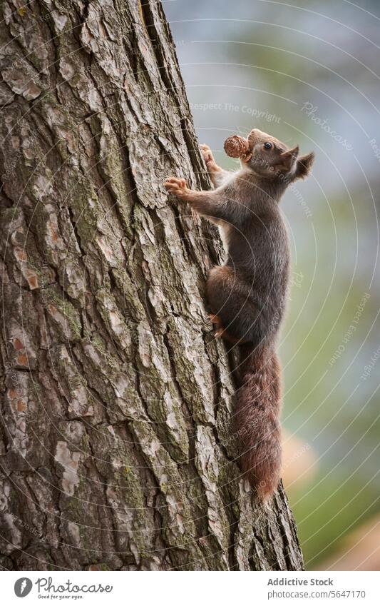 Eichhörnchen klettert mit einer Nuss im Maul auf einen Baum Klettern Nut Natur Tierwelt Rinde Besteigung Bokeh Hintergrund niedlich Nagetiere pelzig packend