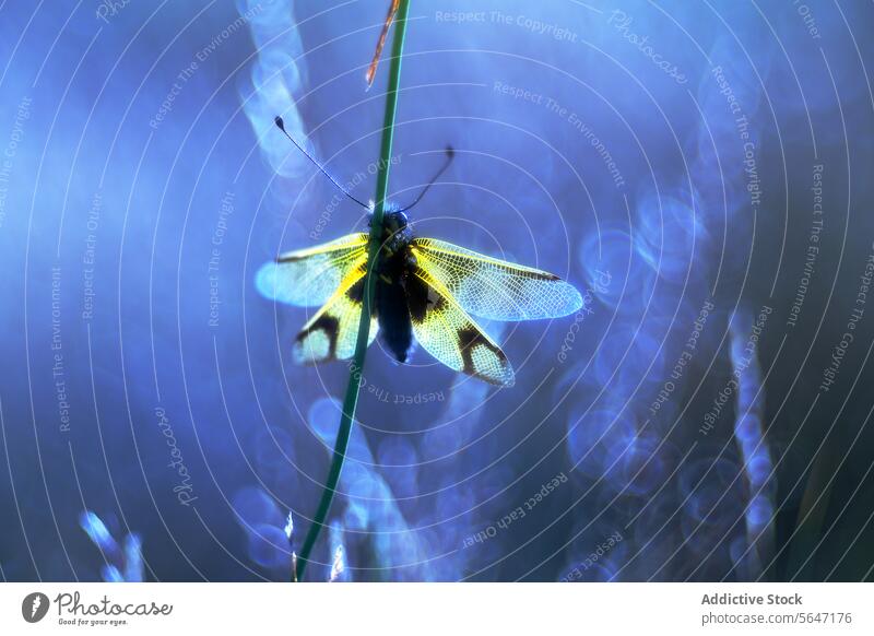 Ätherische Libelle in Blau ätherisch blau Licht filigran Flügel hintergrundbeleuchtet Bokeh Laubwerk kompliziert Muster magisch Atmosphäre Natur Tierwelt