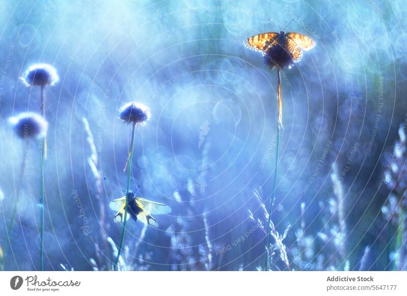 Libelle und Schmetterling auf einer mystischen Wiese ätherisch Licht . Wildblumen himmlisch blau weich Bokeh Jenseits von glühen Ruhe Wunder filigran Tanzen