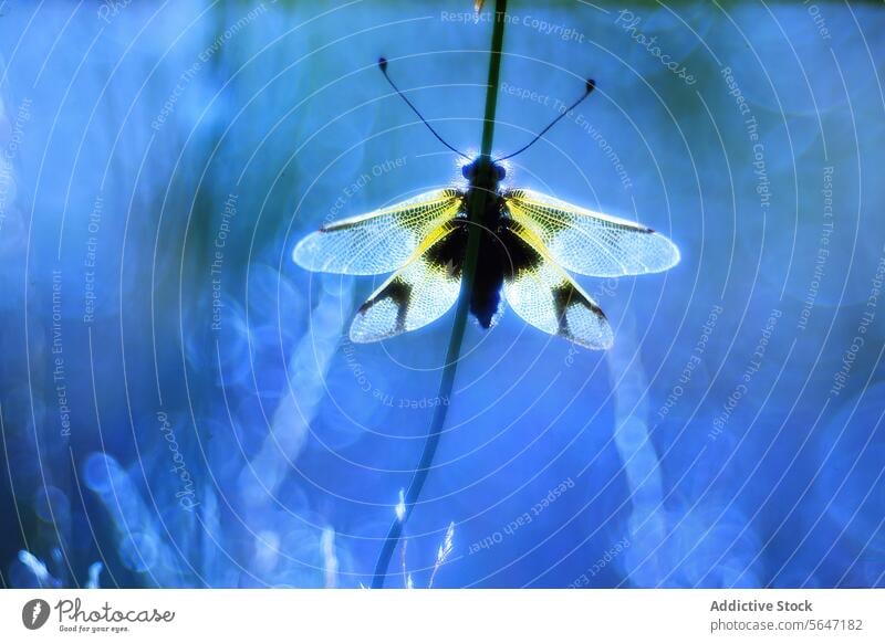 Ätherische Libelle in Blau ätherisch blau Licht filigran Flügel hintergrundbeleuchtet Bokeh Laubwerk kompliziert Muster magisch Atmosphäre Natur Tierwelt