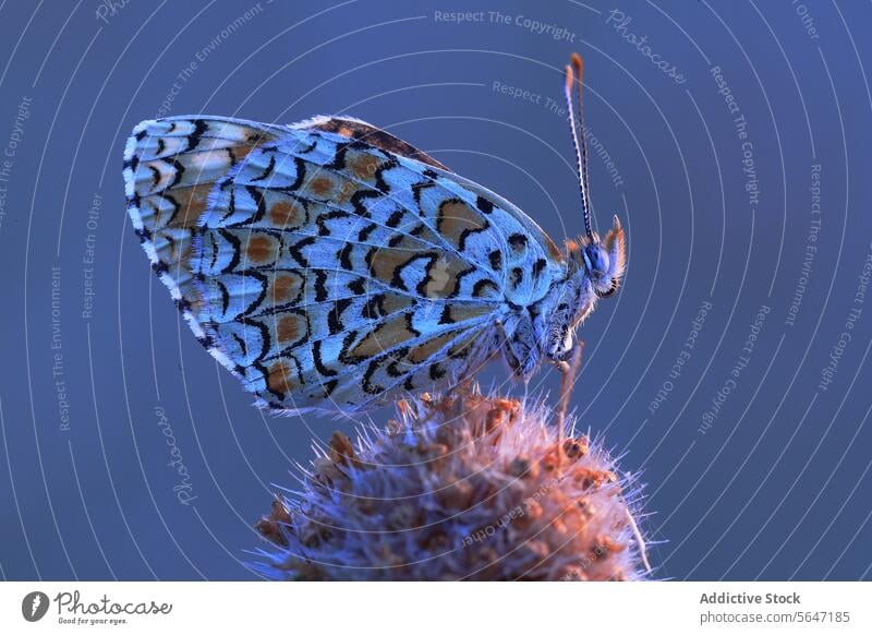 Nahaufnahme eines Schmetterlings auf einer Distel Stachelige Kratzdistel Textur Flügel rau Barsch Muster Farben natürlich Umwelt Tierwelt Insekt warm leuchten