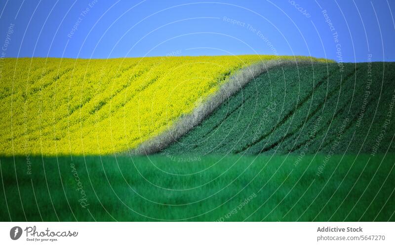 Dynamischer Kontrast zwischen leuchtend gelben Rapsfeldern und sattgrünem Gras unter einem tiefblauen Himmel, der eine vielschichtige Landschaft schafft