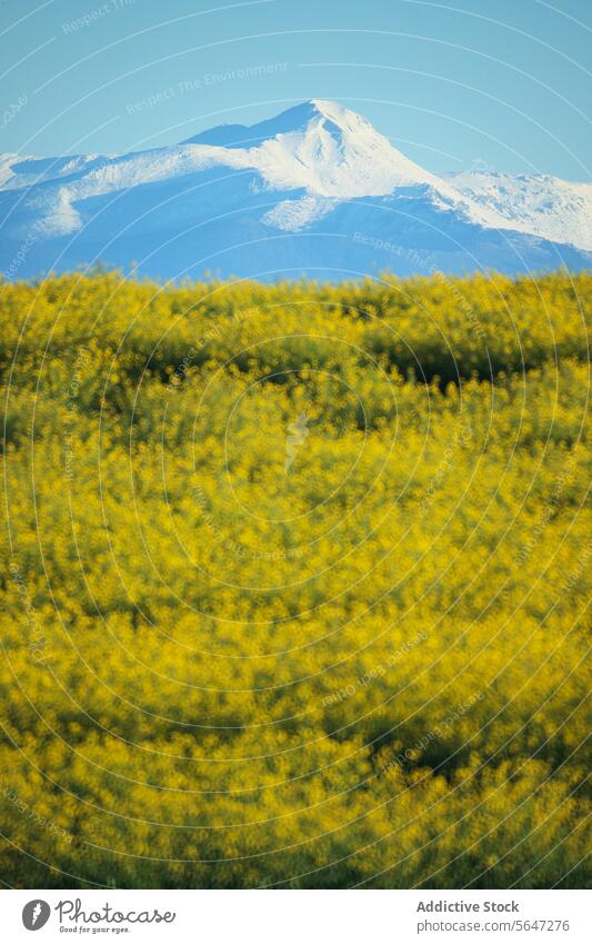 Ein Feld mit leuchtend gelben Blumen steht vor einem majestätischen, schneebedeckten Berg, der einen atemberaubenden Kontrast aus warmen und kühlen Tönen erzeugt.