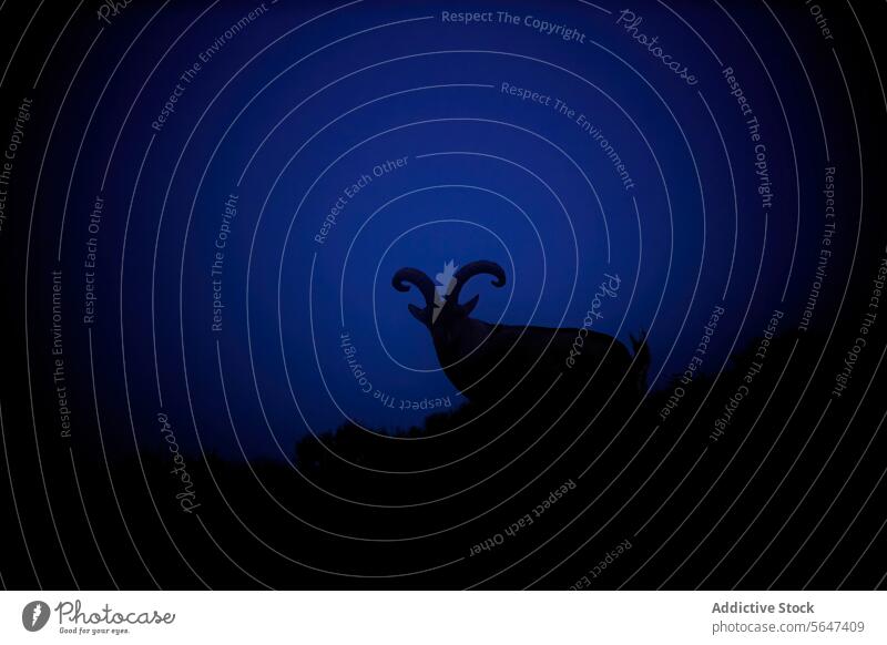 Silhouette einer Bergziege gegen Dämmerung Himmel Abenddämmerung Tier wild Tierwelt majestätisch blau Bergkuppe Profil Natur Grundriss Schatten Gelassenheit