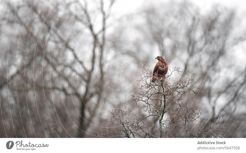 Einsamer Adler auf Winterbaum Bussard Baum einsiedlerisch Vogel Raptor Tierwelt Natur braun unverhüllt Niederlassungen Vermessung Landschaft Raubtier im Freien