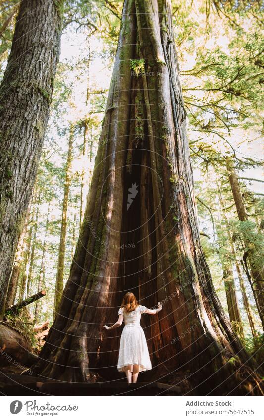 Bezaubernder Waldwanderer auf Vancouver Island, Avatar Grove British Columbia Kanada Natur Baum antik Avatar-Hain turmhoch Person weißes Kleid ruhig