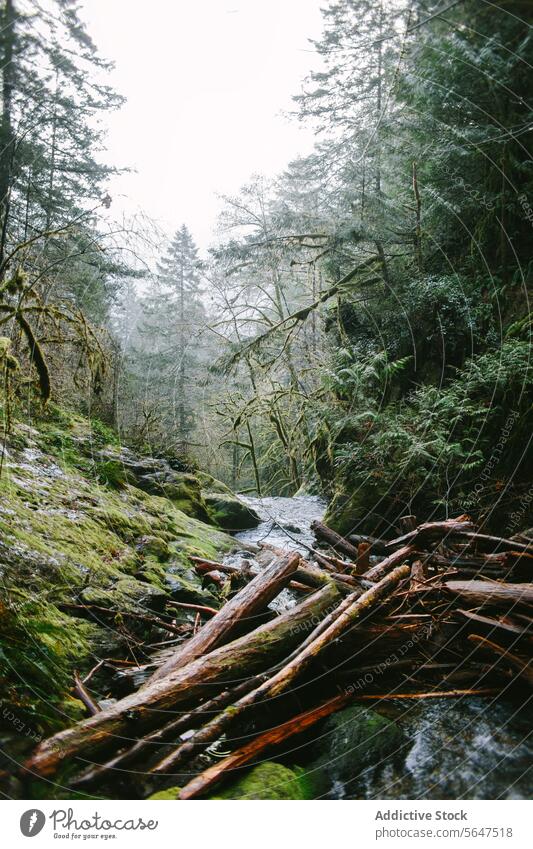 Neblige Waldlandschaft mit Baumstammstau auf Vancouver Island British Columbia Kanada Nebel moosbedeckt Felsen Totholz strömen Gelassenheit Landschaft natürlich