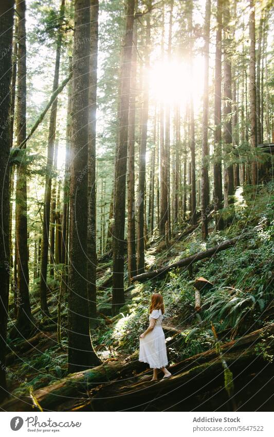 Frau im bezaubernden, sonnenbeschienenen Wald auf Vancouver Island, Avatar Grove Avatar-Hain Sonnenlicht Bäume Natur grün British Columbia Kanada weißes Kleid