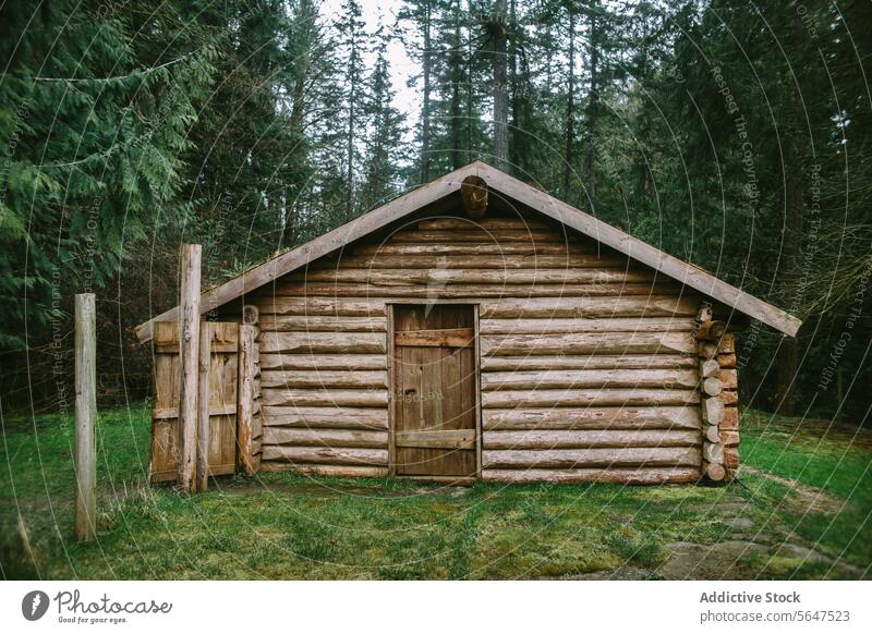Rustikales Blockhaus im grünen Wald auf Vancouver Island Totholz Kabine Einsamkeit rustikal Charme British Columbia Kanada hölzern Struktur Natur Wälder Bäume