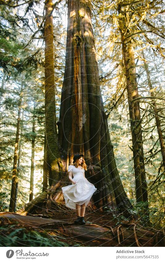 Frau in weißem Kleid bei einem riesigen Baum im Avatar Grove, Vancouver Island weißes Kleid Avatar-Hain Riesenbaum Wald Natur im Freien British Columbia Kanada