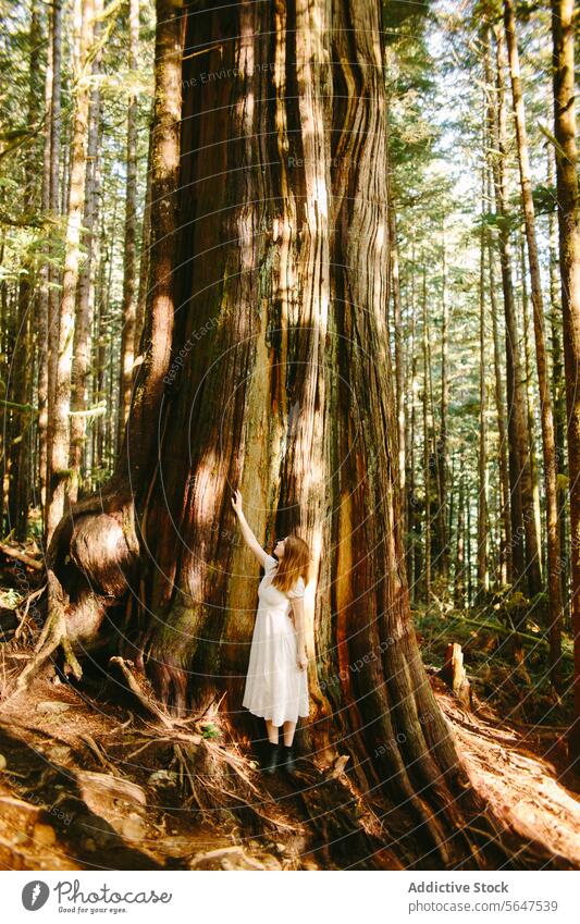 Frau bewundert einen alten Baum im Avatar Grove, Vancouver Island Wald British Columbia Kanada Natur Avatar-Hain antik Ehrfurcht berühren majestätisch turmhoch